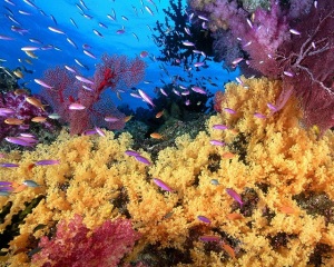 Arrecifes Coralinos 